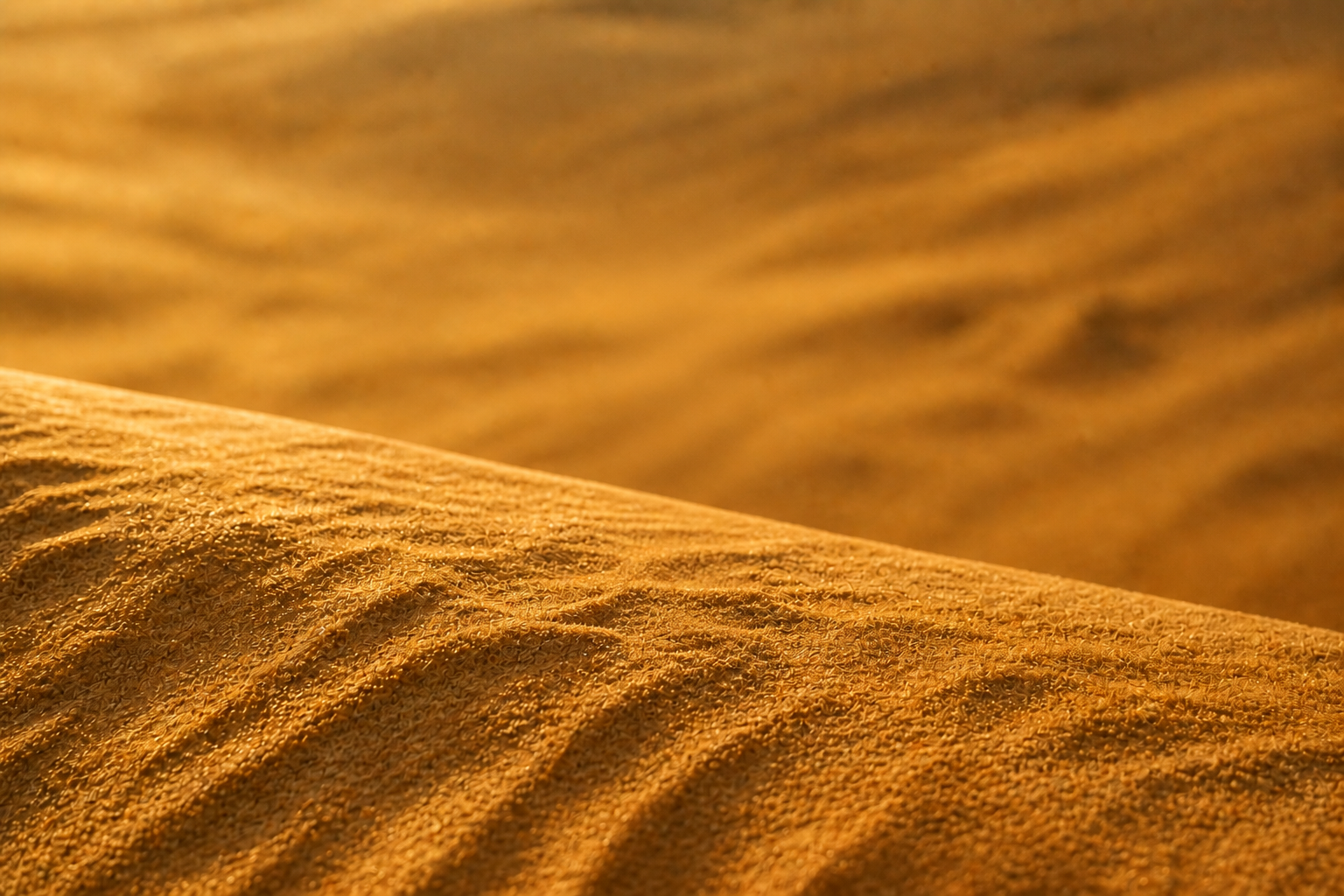 A wind-shaped golden dune in desert light